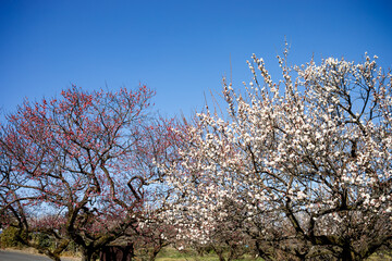 Naklejka premium 梅の花
