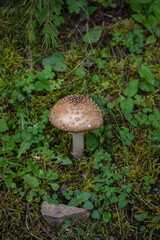 Beautiful wild panther cap or amanita pantherina mushroom. Used for medicines