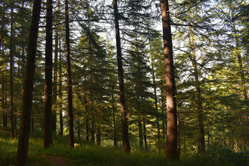 Pine trees green forest in evening himachal pradesh, India