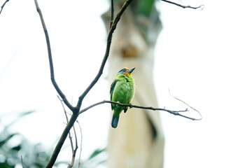 Taiwan Barbet, a species of bird endemic to Taiwan. The Chinese name for the bird means 