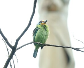 Taiwan Barbet, a species of bird endemic to Taiwan. The Chinese name for the bird means 