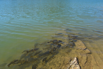 Fishes in lake moving in a line common carp
