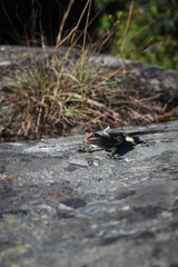 Western fence lizard eating his prey cricket on rock