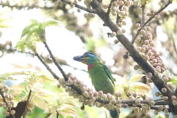 Taiwan Barbet, a species of bird endemic to Taiwan. The Chinese name for the bird means "five-colored bird", referring to the five colors on its plumage.