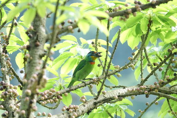 Taiwan Barbet, a species of bird endemic to Taiwan. The Chinese name for the bird means 