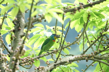 Taiwan Barbet, a species of bird endemic to Taiwan. The Chinese name for the bird means 