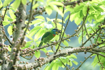 Taiwan Barbet, a species of bird endemic to Taiwan. The Chinese name for the bird means 