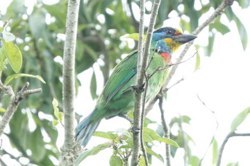 Taiwan Barbet, a species of bird endemic to Taiwan. The Chinese name for the bird means 