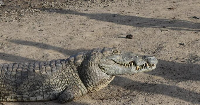 Sacred crocodile Paga Ghana . The sacred crocodiles of Paga in northern Ghana are knows as friendly. The locals believe they have the spirit of royalty. Tourists and visitors pet and sit on them.