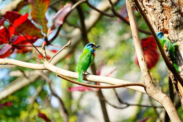 Taiwan Barbet, a species of bird endemic to Taiwan. The Chinese name for the bird means 