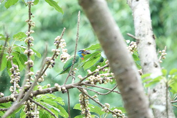 Taiwan Barbet, a species of bird endemic to Taiwan. The Chinese name for the bird means 