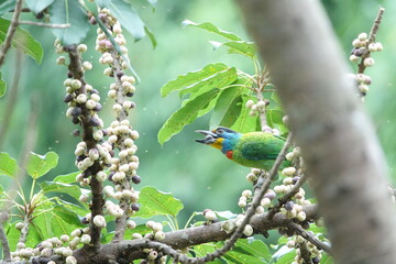 Taiwan Barbet, a species of bird endemic to Taiwan. The Chinese name for the bird means 