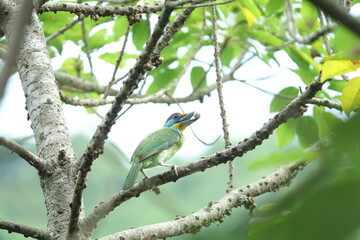 Taiwan Barbet, a species of bird endemic to Taiwan. The Chinese name for the bird means 