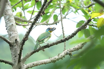 Taiwan Barbet, a species of bird endemic to Taiwan. The Chinese name for the bird means 