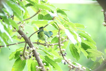 Taiwan Barbet, a species of bird endemic to Taiwan. The Chinese name for the bird means 