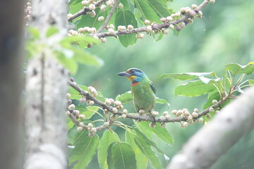 Taiwan Barbet, a species of bird endemic to Taiwan. The Chinese name for the bird means 