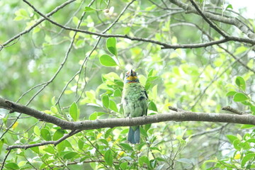 Taiwan Barbet, a species of bird endemic to Taiwan. The Chinese name for the bird means 