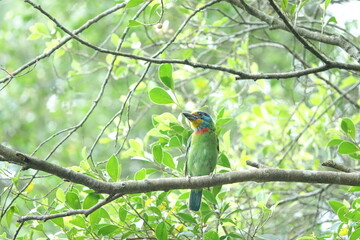 Taiwan Barbet, a species of bird endemic to Taiwan. The Chinese name for the bird means 