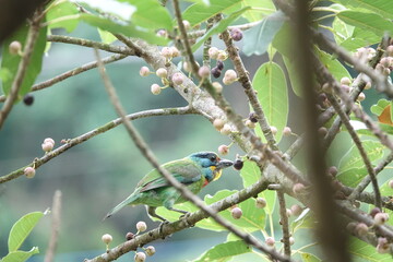Taiwan Barbet, a species of bird endemic to Taiwan. The Chinese name for the bird means 