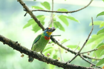 Taiwan Barbet, a species of bird endemic to Taiwan. The Chinese name for the bird means 