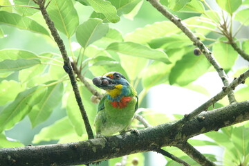 Taiwan Barbet, a species of bird endemic to Taiwan. The Chinese name for the bird means 