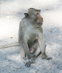 monkey sitting on the floor