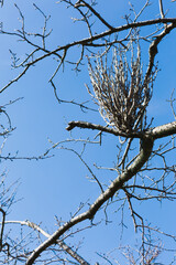 青空と落葉した桜の枝
