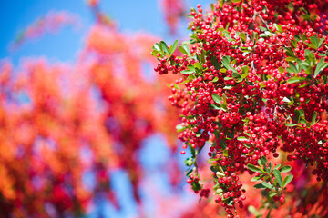 ピラカンサの赤い実	