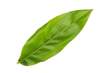 Obraz premium Fresh Kaempferia leaves or finger root leaves on white background with clipping path,