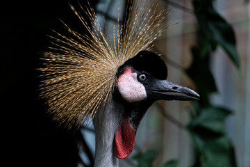 Fototapeta premium A Grey crowned crane