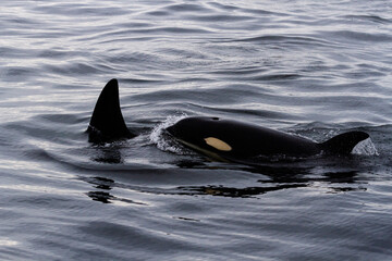Young Orca surfaces alongside her mother near Tofino, Vancouver Island, B.C., Canada.