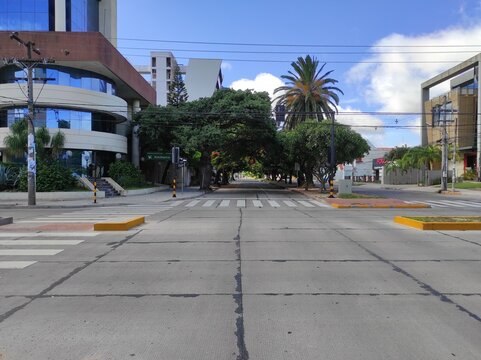 Avenida desierta vac&iacute;a con &aacute;rboles toborochi y palmeras dando sombra a la calle bajo un cielo despejado
