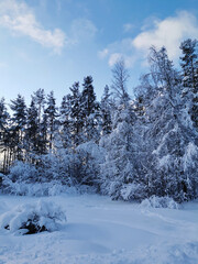 Snow-covered branches of trees and bushes, bent down under the weight of snow, on a frosty winter day