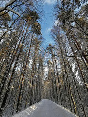Fototapeta premium A forest road among tall snow-covered ship pines in the village on a clear, frosty winter day