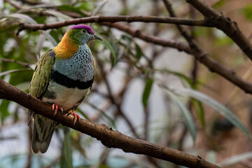 Superb fruit dove