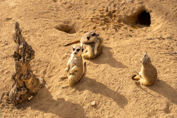 meerkat on the ground
