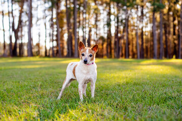 Mix breed Jack Russel small senior dog on a beautiful green meadow in the woods. Green field with pine trees. 