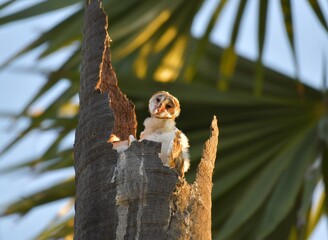 Barn Owl.Tyto alba rests in a nest on a dead perennial tree.Pathum Thani, Thailand.
