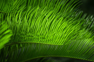 Fototapeta premium fern leaf detail