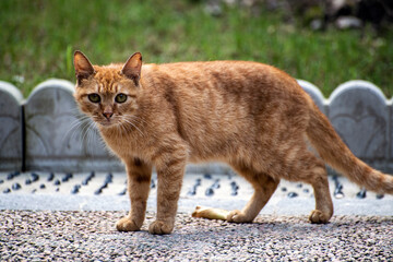 Fototapeta premium Brown cat in street Park