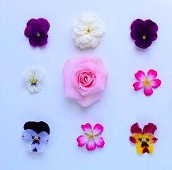 ビオラと薔薇の花びら、白背景に春の花の花びら、花びらの切り取り素材、ガーデニング