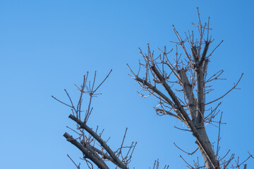 pruned plane trees and branches. topiary.