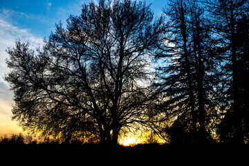 Sun setting below large tree