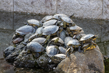 沢山の亀