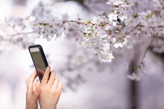 満開の桜の写真を撮る女性