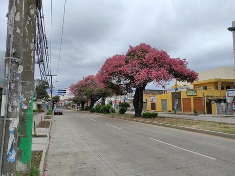 Vista de &aacute;rbol toborochi con flores rosadas en jardinera en medio de avenida vac&iacute;a desierta bajo cielo nublado gris