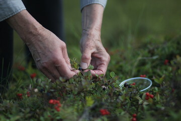 grandma picking berries in Alaskan mountains © Lydia