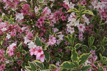 pink and white Weigela flowers with variegated green leaves