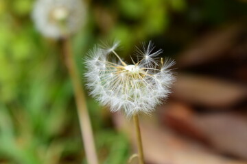 dandelion in the wind