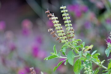 In selective focus holy basil leaves with green flowers growing in tropical garden and nature background,a local Thai vegetable